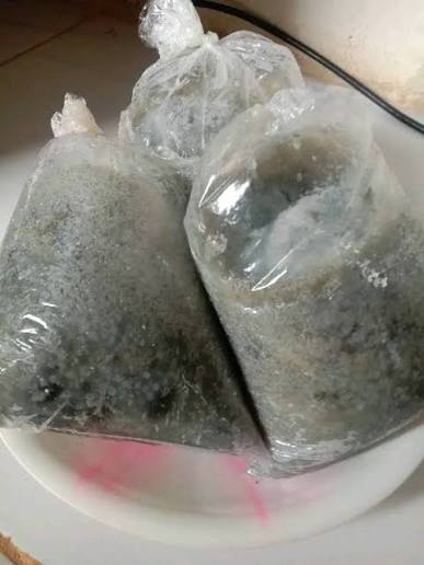 Cumi Telur Segar Pilihan Nelayan